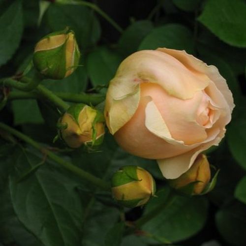Rosa  Ausjo - žlutá - Stromkové růže s květmi čajohybridů - stromková růže s rovnými stonky v koruně